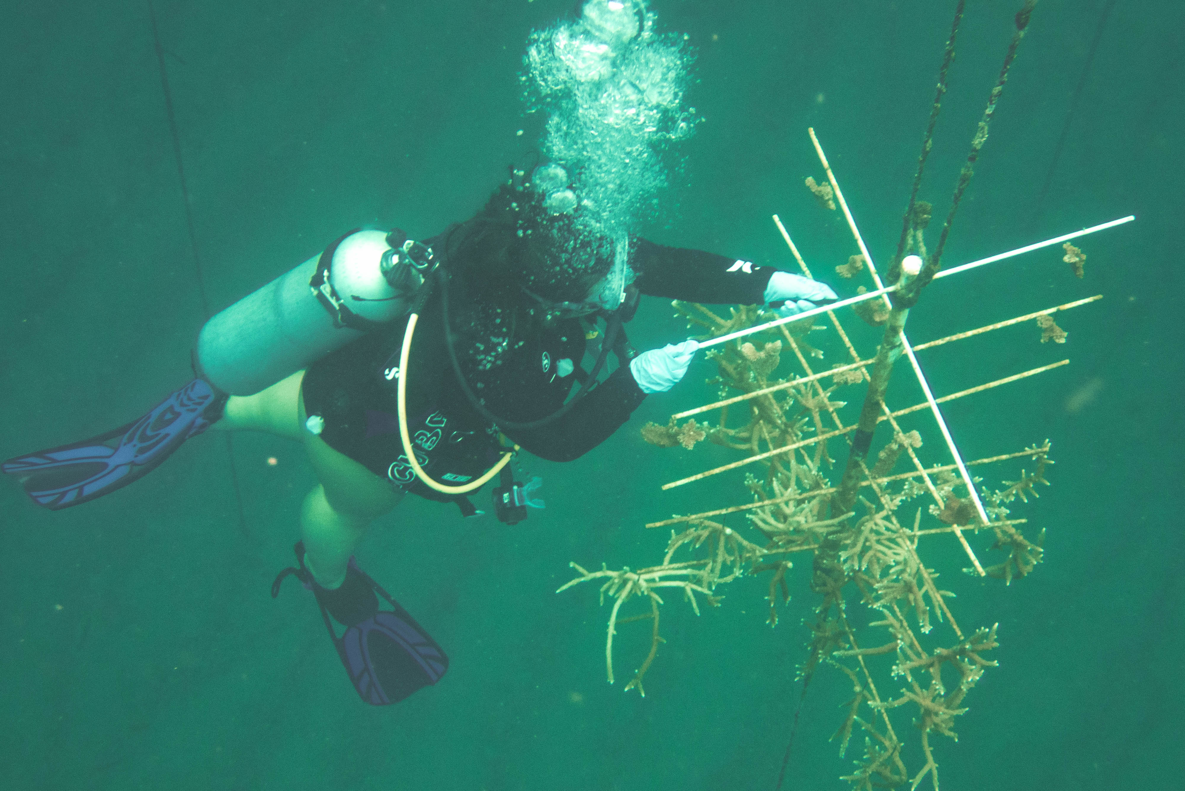 Kaia Coday Cleans Coral Tree