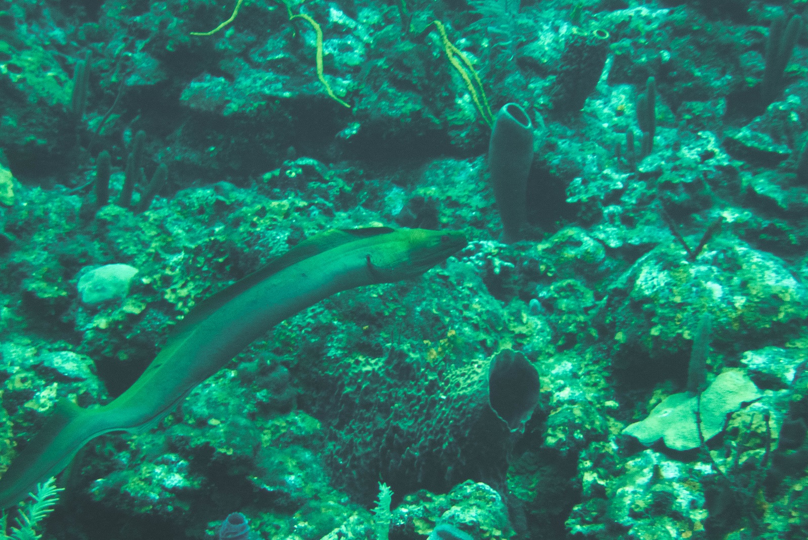 A green moray eel
